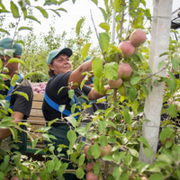 Волонтерство в Григорьевских садах - Агротуризм в Григорьевских садах